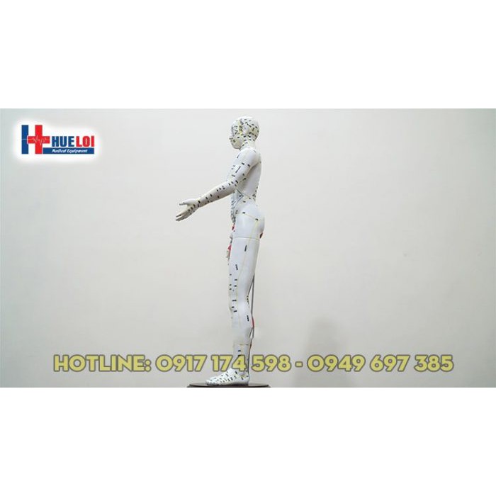 Mô hình huyệt vị cơ thể người cao 65cm - mô hình huyệt vị - mô hình châm cứu - mô hình kinh lạc