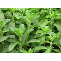 Hạt giống Cỏ Ngọt - 0,1 gr