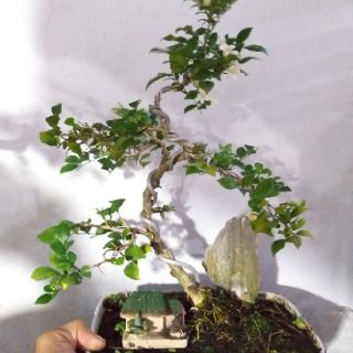 Tiểu cảnh Cây Nguyệt Quế