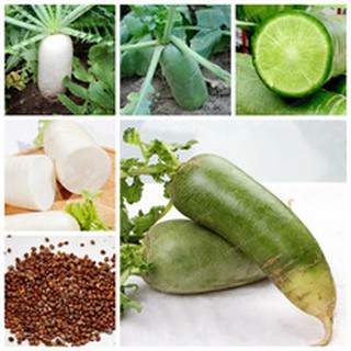 200 hạt giống củ cải đường xanh