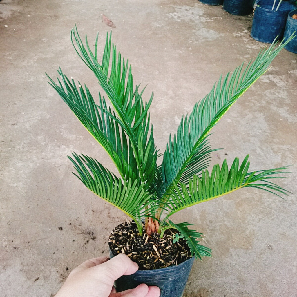 Cây thiên tuế  - cây cảnh để bàn