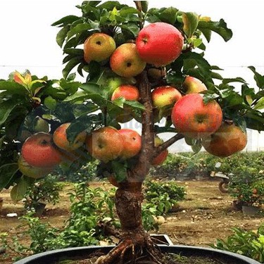 Hạt giống táo đỏ lùn của Mỹ 10 hạt-tặng kèm 3 viên ươm hạt