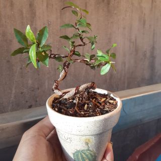 Hồng ngọc mai bonsai siêu mini