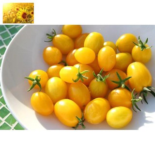 Hạt Giống Cà Chua Bi Vàng (30Hạt)