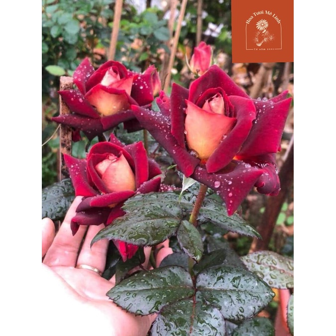 Hoa hồng ngoại Dark Night – Nét đẹp huyền bí và đầy ma mị nhất