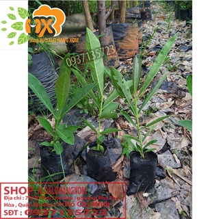 Combo 5 cây hoa chuông vàng cây giống