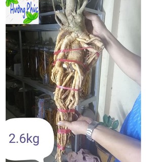 Rễ đinh lăng tươi, dáng chọn lọc (2kg-3kg)