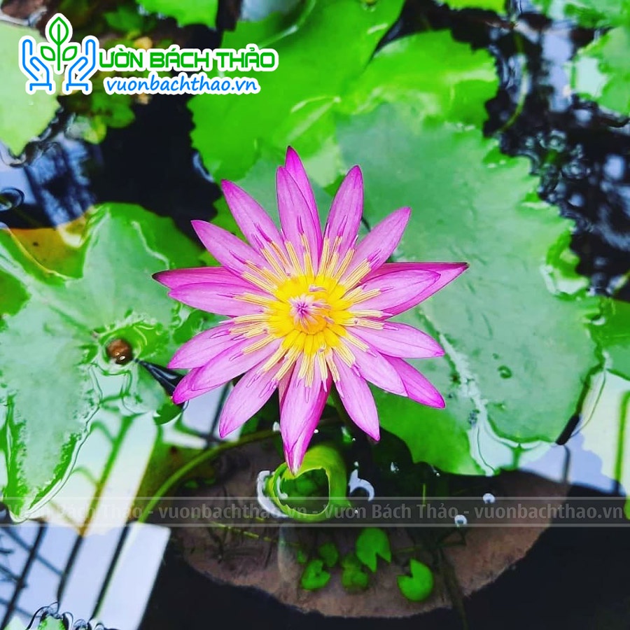 Bụi CÂY HOA SÚNG (chỉ giao hỏa tốc)