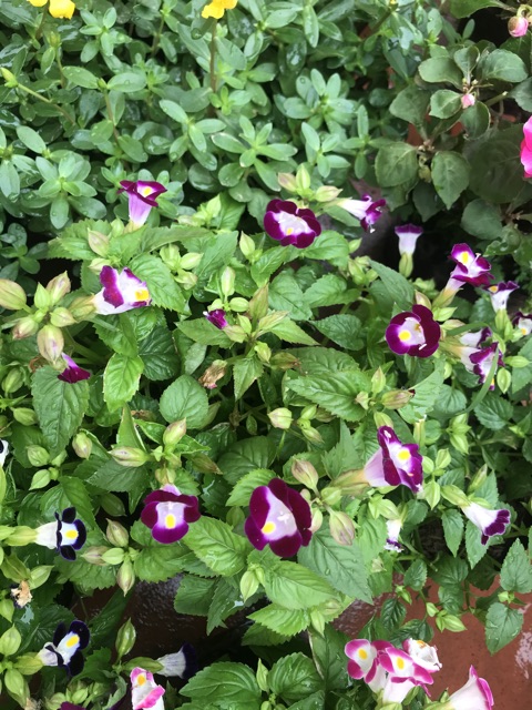 Cây mắt Nai nhiều màu rực rỡ bạn công đón hè