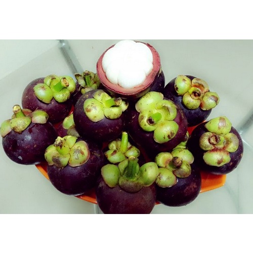 Cây măng cụt thái