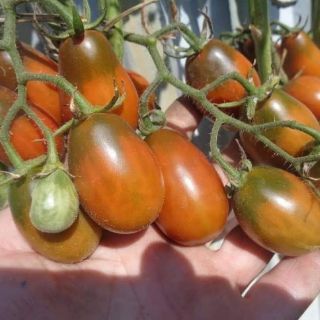 HẠT GIỐNG CÀ CHUA NHÓT SOCOLA