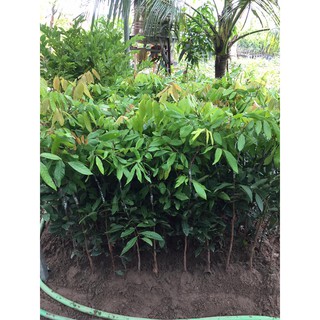 cây giống nhãn sớm