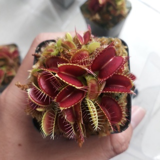 Cây bẫy kẹp , cây bắt mồi dòng Venus Flytrap
