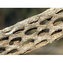 LỦA CHOLLA 15CM TRANG TRÍ HỒ TÔM TÉP CÁ CẢNH