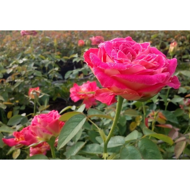 Cây hoa hồng 2 da Sadec