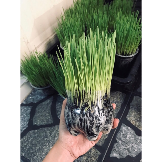 Hạt Giống Cỏ Lúa Mì Cho Chó Mèo Thỏ Hamster