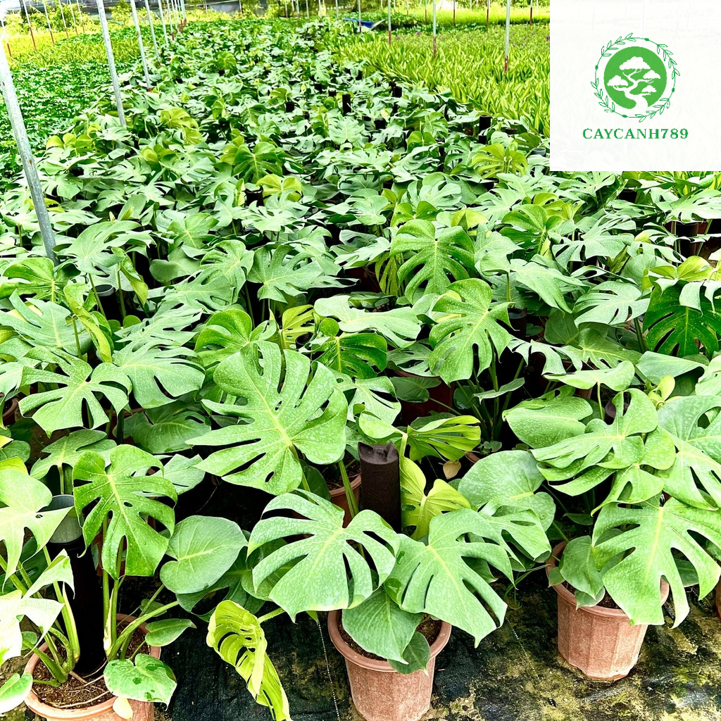 Cây Trầu Bà Monstera cao 80cm - 1m ( ảnh thật số 2 )