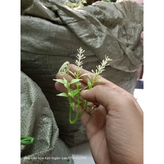 1kg cỏ điểm trộn mẫu