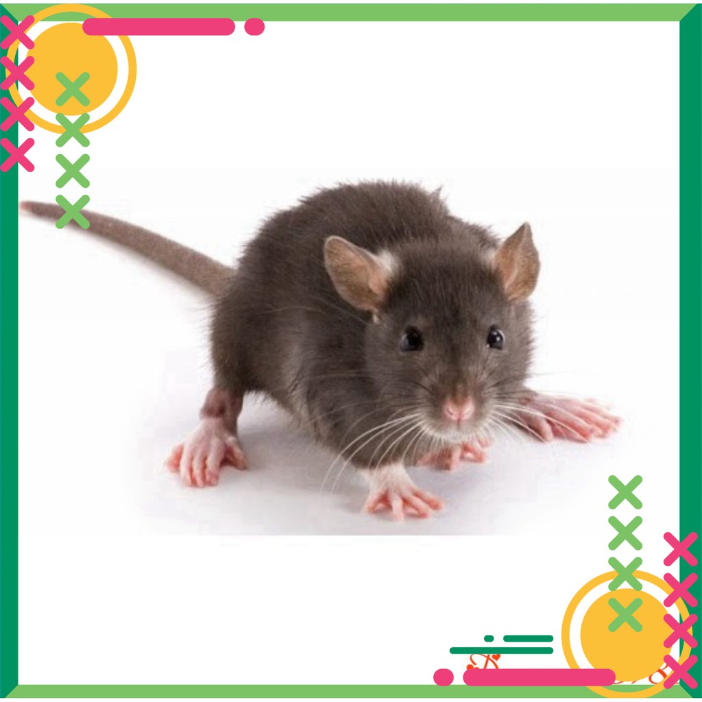 [FREE SHIP] 💥RẺ VÔ ĐỊCH💥 Bẫy chuột đa năng thông minh Tóm Gọn Các Loài Chuột💥SIÊU HOT💥