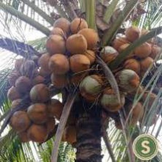 CÂY GIỐNG DỪA XIÊM LÙN ĐỎ BẾN TRE SIÊU QUẢ, NĂNG SUẤT CAO CHUẨN F1