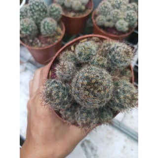 Xương Rồng Trứng Chim (Nâu)