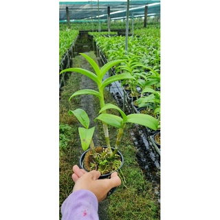 HOA LAN NẮNG SING LAI THỎ