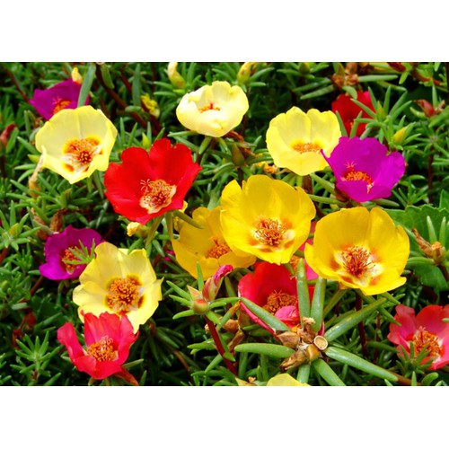 HẠT GIỐNG HOA MƯỜI GIỜ CÁNH ĐƠN NHIỀU MÀU - GÓI 0,3 GRAM