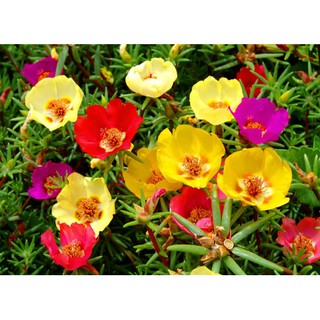 Hạt giống HOA MƯỜI GIỜ CÁNH ĐƠN NHIỀU MÀU - GÓI 0,3 GRAM