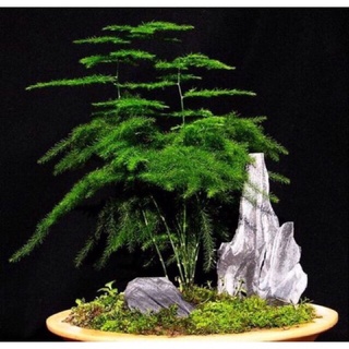 Cây kim thuỷ tùng