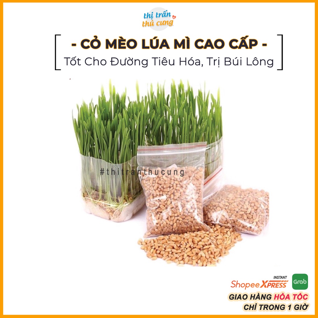 Cỏ mèo lúa mì cao cấp tốt cho đường tiêu hóa giảm búi lông