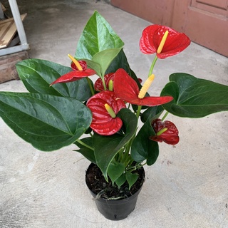 Cây hồng môn đỏ cao 25cm, cây hoa cảnh để bàn mang đến tài lộc, cây phong thủy trồng nội thất và nhà hàng