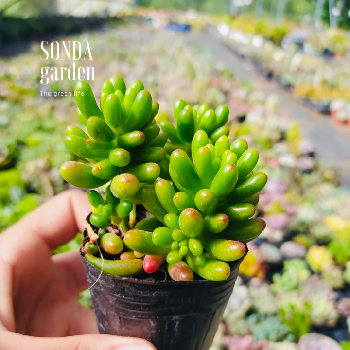 Sen đá thạch ngọc đỏ SONDA GARDEN size bé 5-8cm, xuất xứ Đà Lạt, khoẻ đẹp, lỗi 1 đổi 1