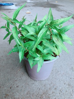 Chậu Rau Răm