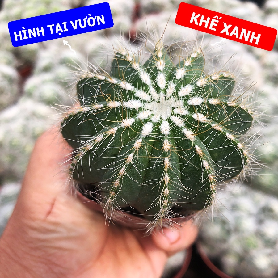 Xương Rồng KHẾ XANH Chậu 5.5cm, 1 Đổi 1 (Xương Rồng Nhật Tân)