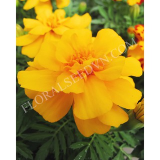 Hạt giống Hoa Vạn Thọ Ban Mai Pháp Vàng Đậm FVN FMAR100 Mỹ Alaska Gold