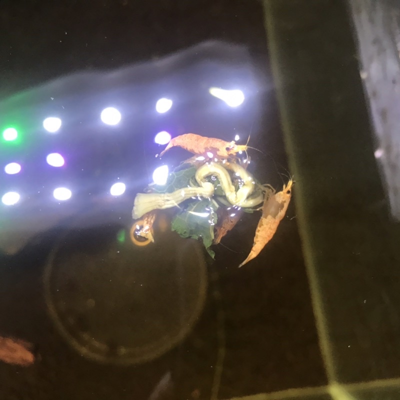 Thức ăn tép cảnh lá dâu tằm khô, sấy vò viên túi 20gr, đồ ăn tép siêu bu từ Đài Loan