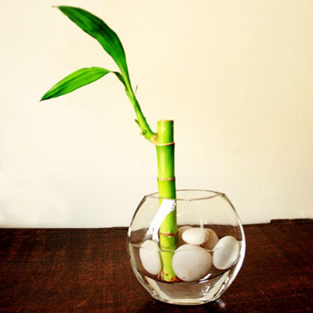 Cây phát tài sọc , cây phát tài xanh