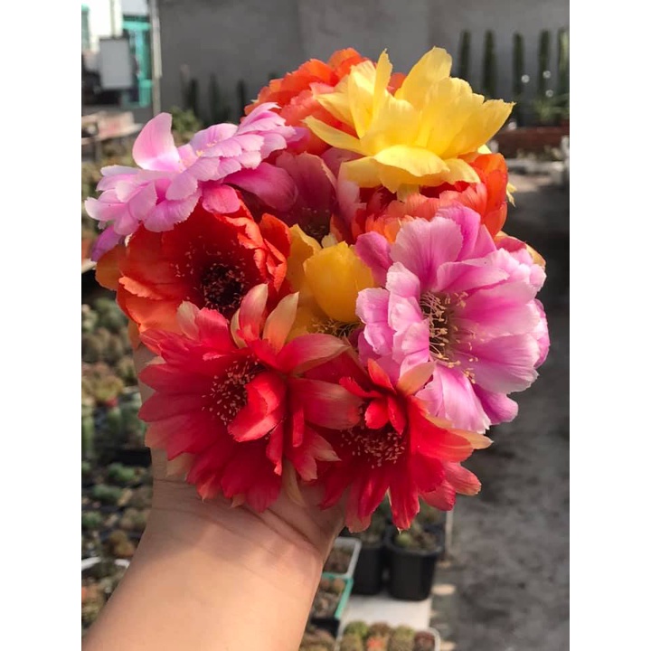 Xương rồng Lobivia Nàng Gạo - chân tháp 3 cạnh mẫu hoa đa dạng