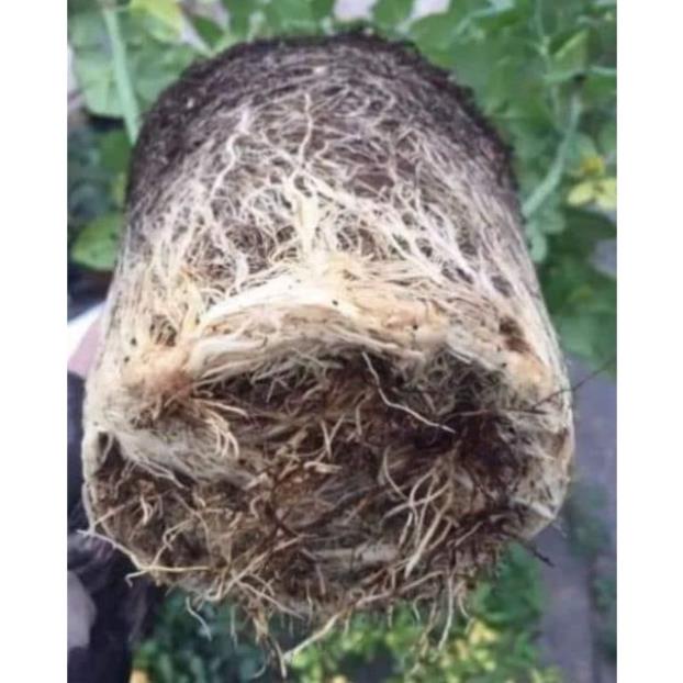 Siêu kích rễ cây hàng Trung Quốc nội địa - polypeptide rooting powder