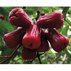 Phân bón lá Hợp Trí 10-5-2+TE giúp trái to, mau lớn chắc thịt nặng ký mẫu mã đẹp - To trái mít, to trái xoài, ...