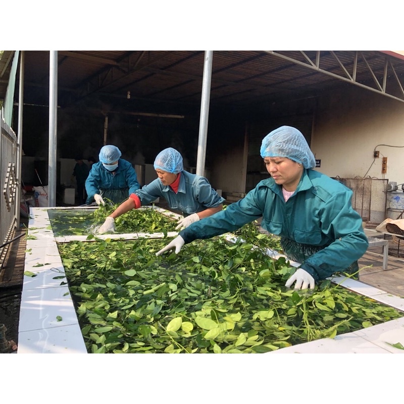 Dây thìa canh khô  – trà dây thìa canh sạch, chuẩn GACP