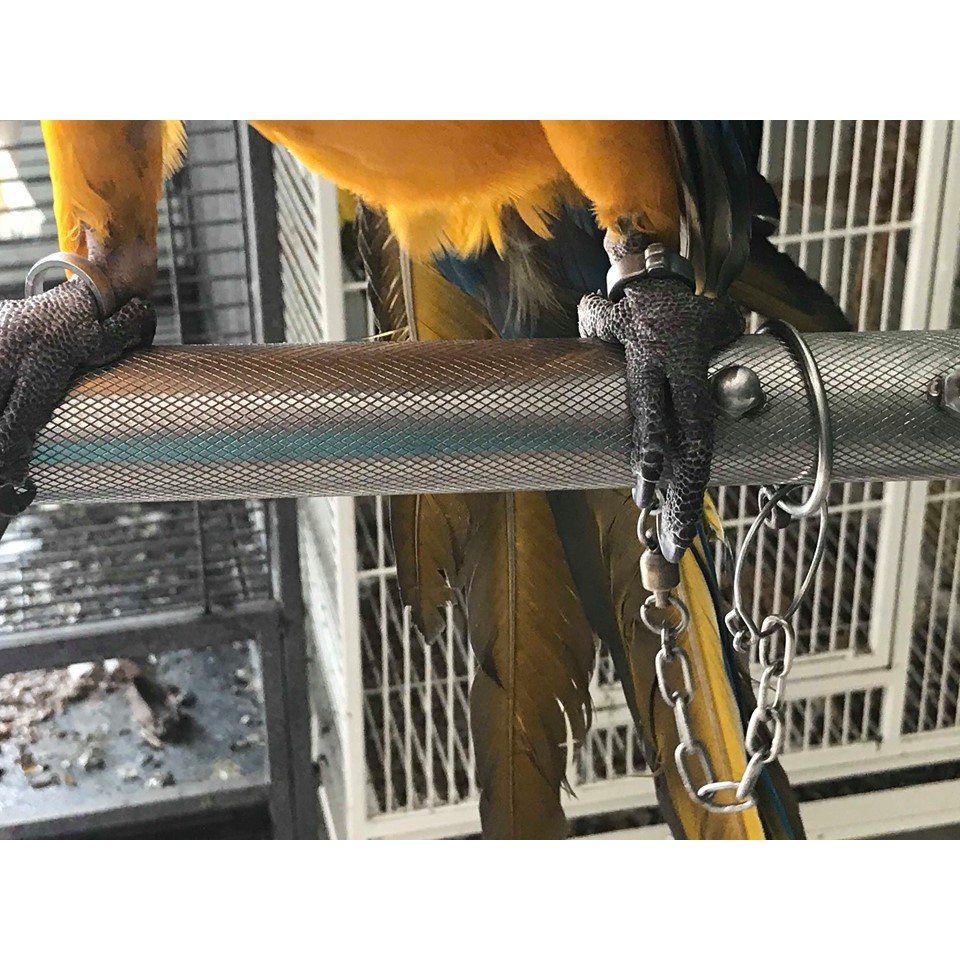 Xích chân cho vẹt xám và vẹt xích
