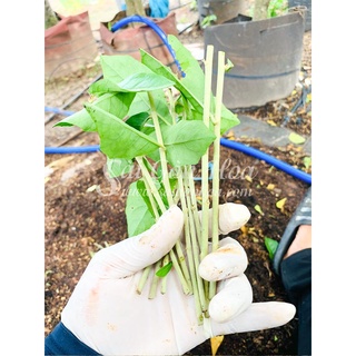 Cành giống cúc tần ấn độ ươm đã ra rễ  ( tặng kèm kích rễ )
