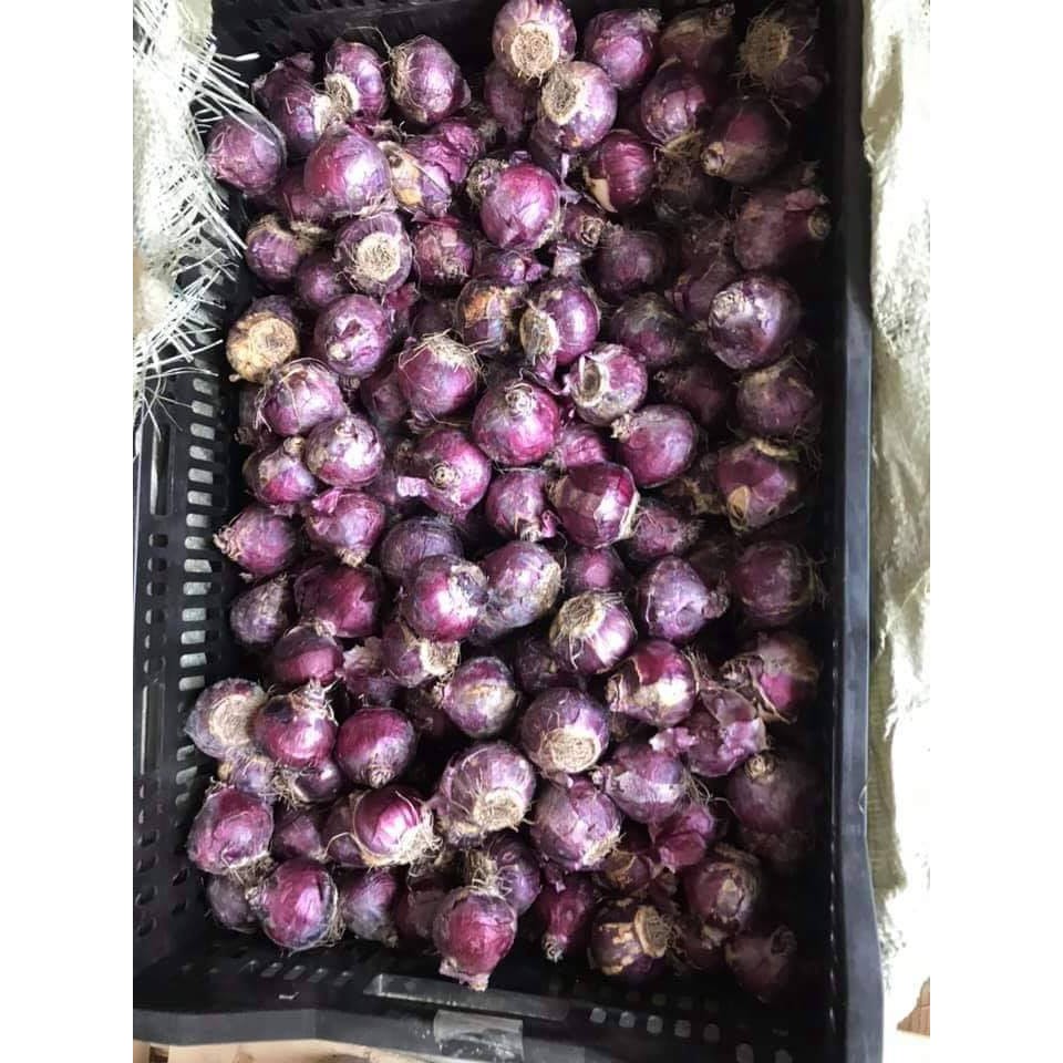 Củ hoa Tiên ông Hà Lan 9 màu đã kích mầm_Củ thô chưa trồng