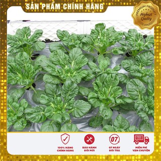 Hạt giống Cải Hoa Hồng 1Gram