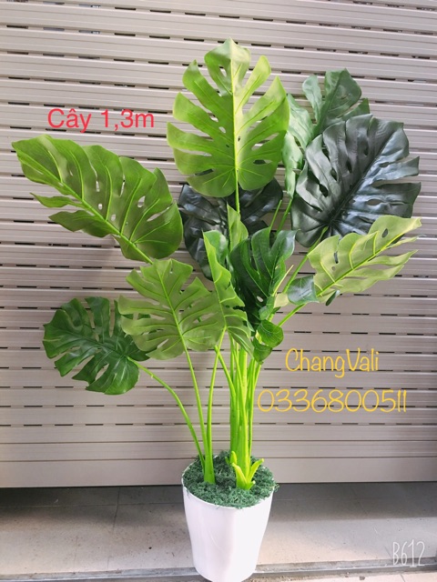 Cây trầu bà tay phật 1,3 và 1,9m -cây giả