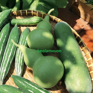 Hạt Giống Bầu Hồ Lô Rạng Đông