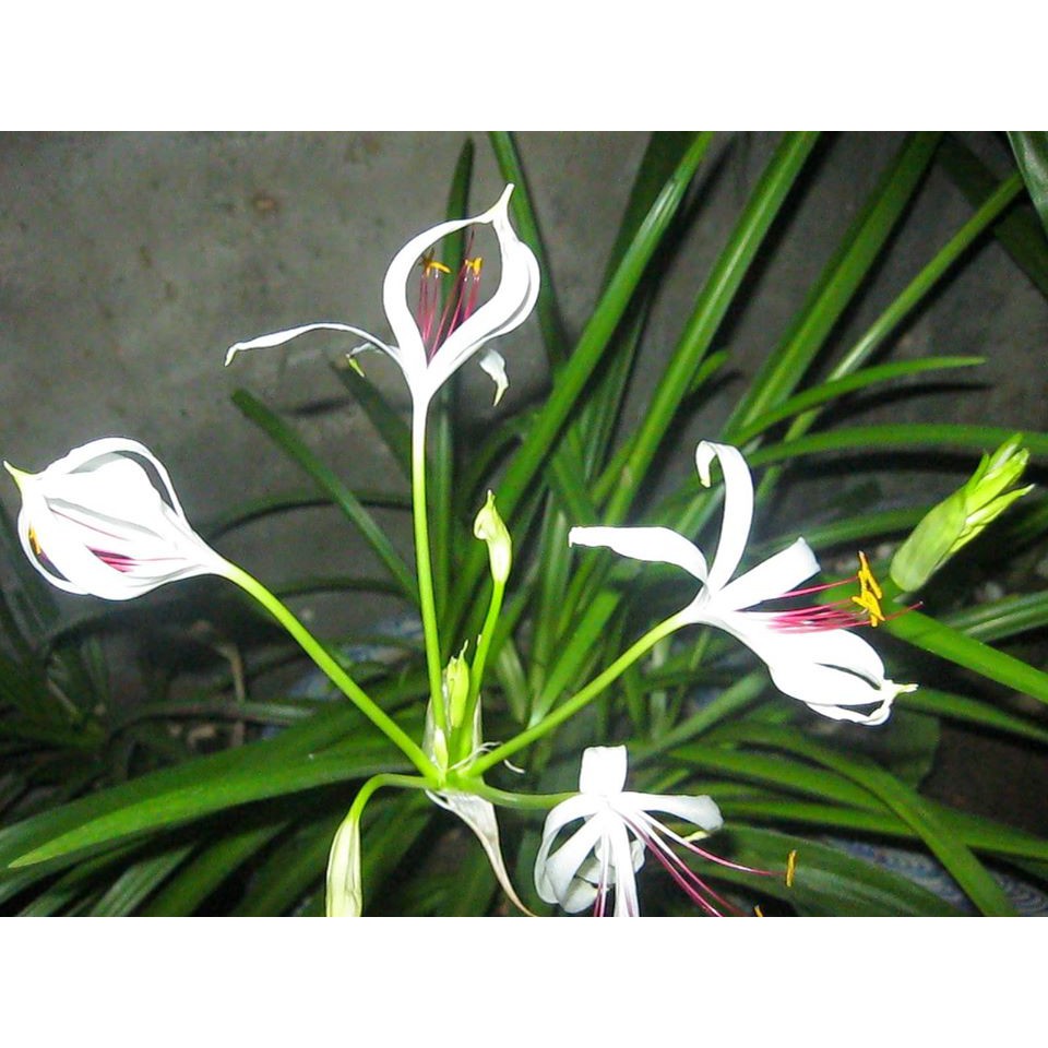 ngải mẹ nàng mơn