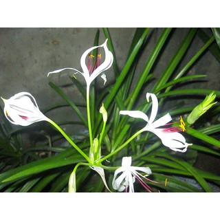 ngải mẹ nàng mơn