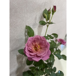 Cây hoa Hồng ngoại Nhật bản AOI tím